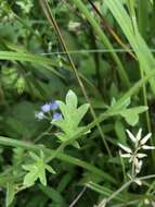 Sivun Phacelia hirsuta Nutt. kuva