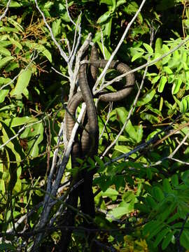 Image of Cassia leiandra Benth.