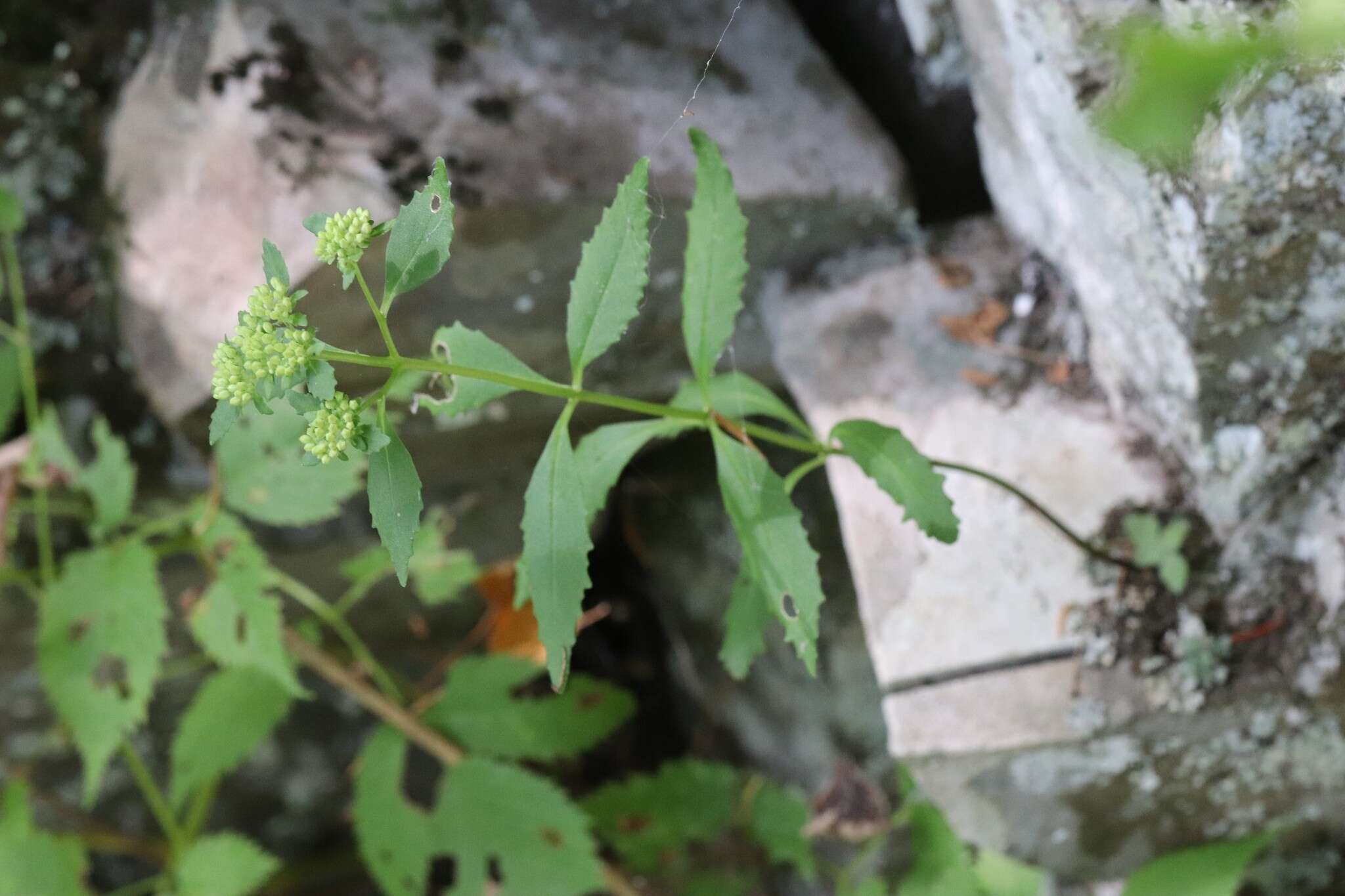 Image of Hylotelephium viviparum (Maxim.) H. Ohba