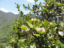 Image of Syzygium buxifolium Hook. & Arn.