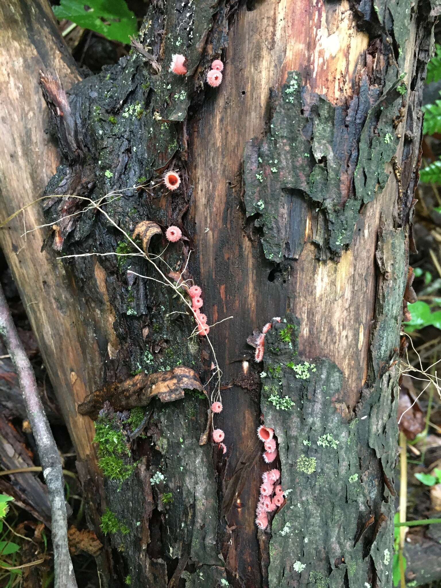 Image of Shaggy Scarlet Cup