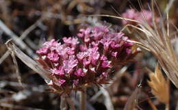 Image de Chorizanthe obovata Goodman