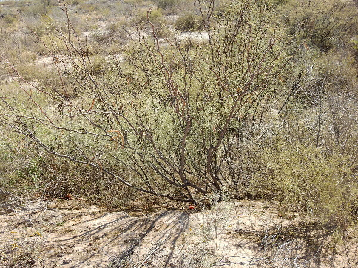 Image of Mesquite