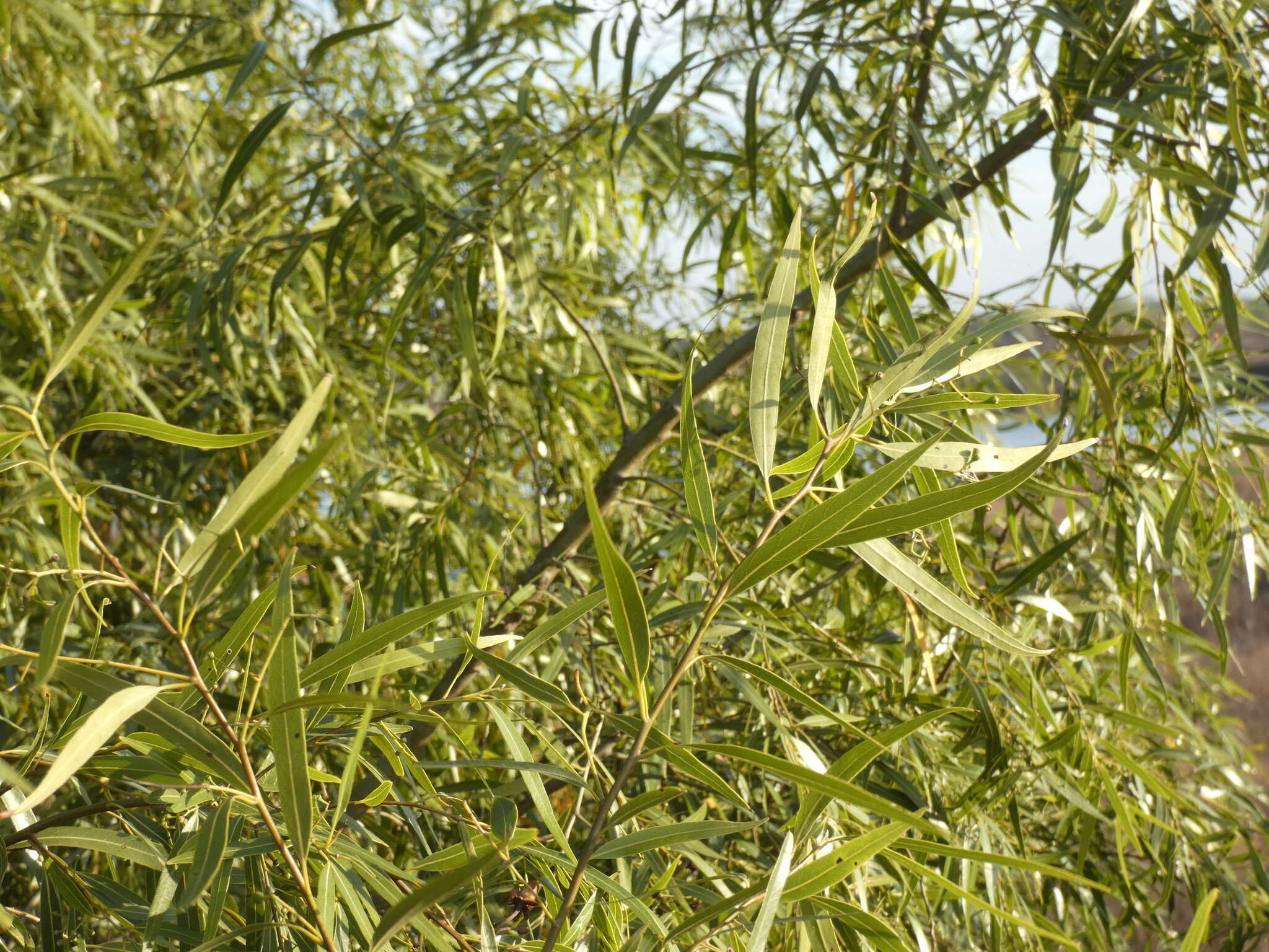 Image of Nectandra angustifolia (Schrad.) Nees & Mart. ex Nees