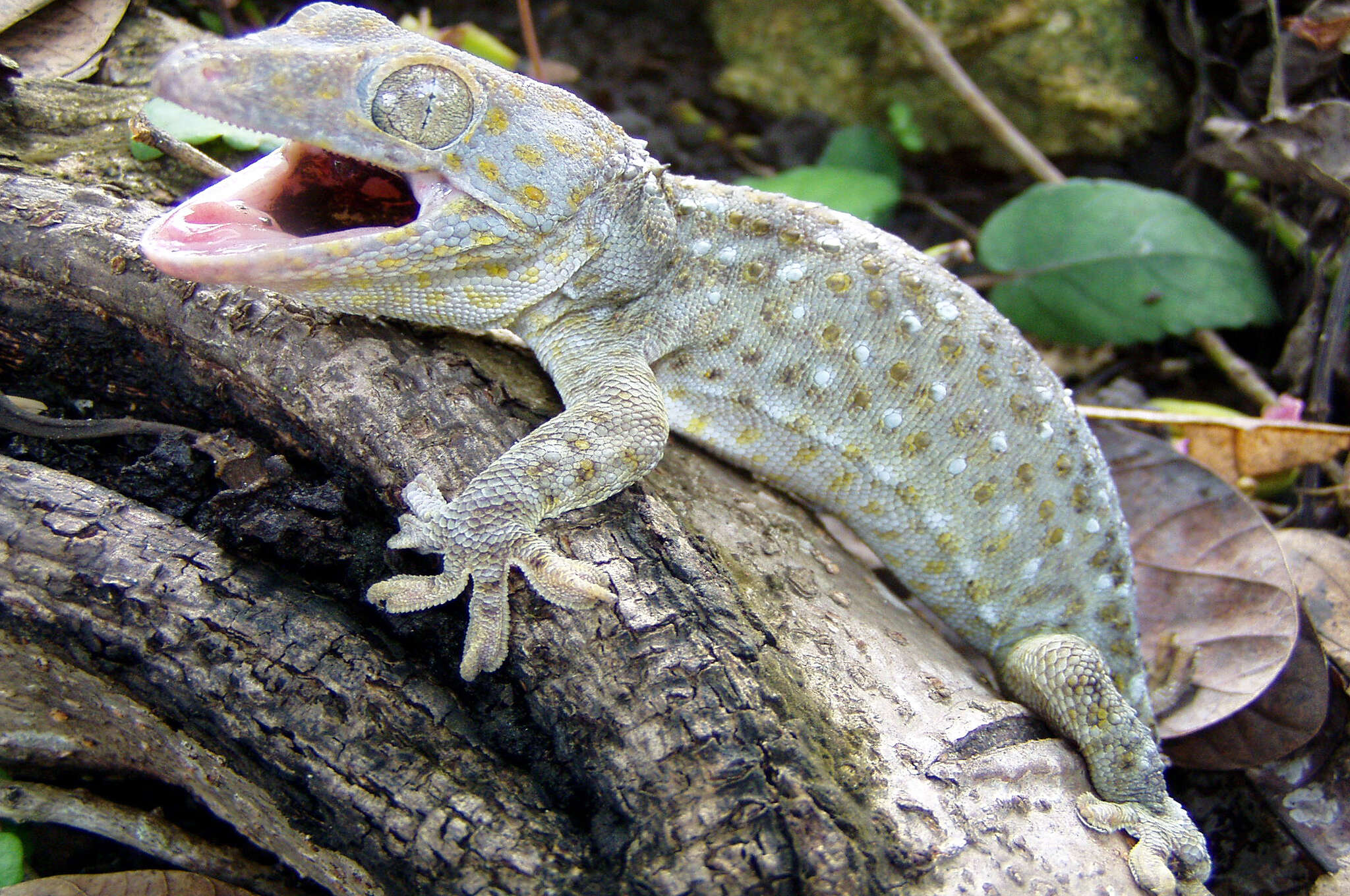 Imagem de Gekko gecko (Linnaeus 1758)
