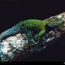 Sceloporus taeniocnemis hartwegi Stuart 1971 resmi