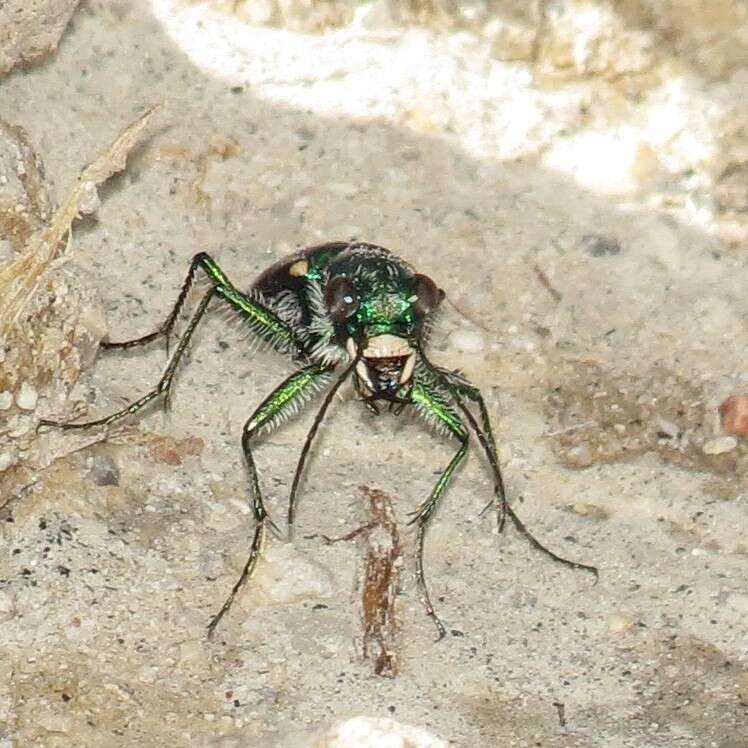 Image de Cicindela (Cicindela) pimeriana Le Conte 1867