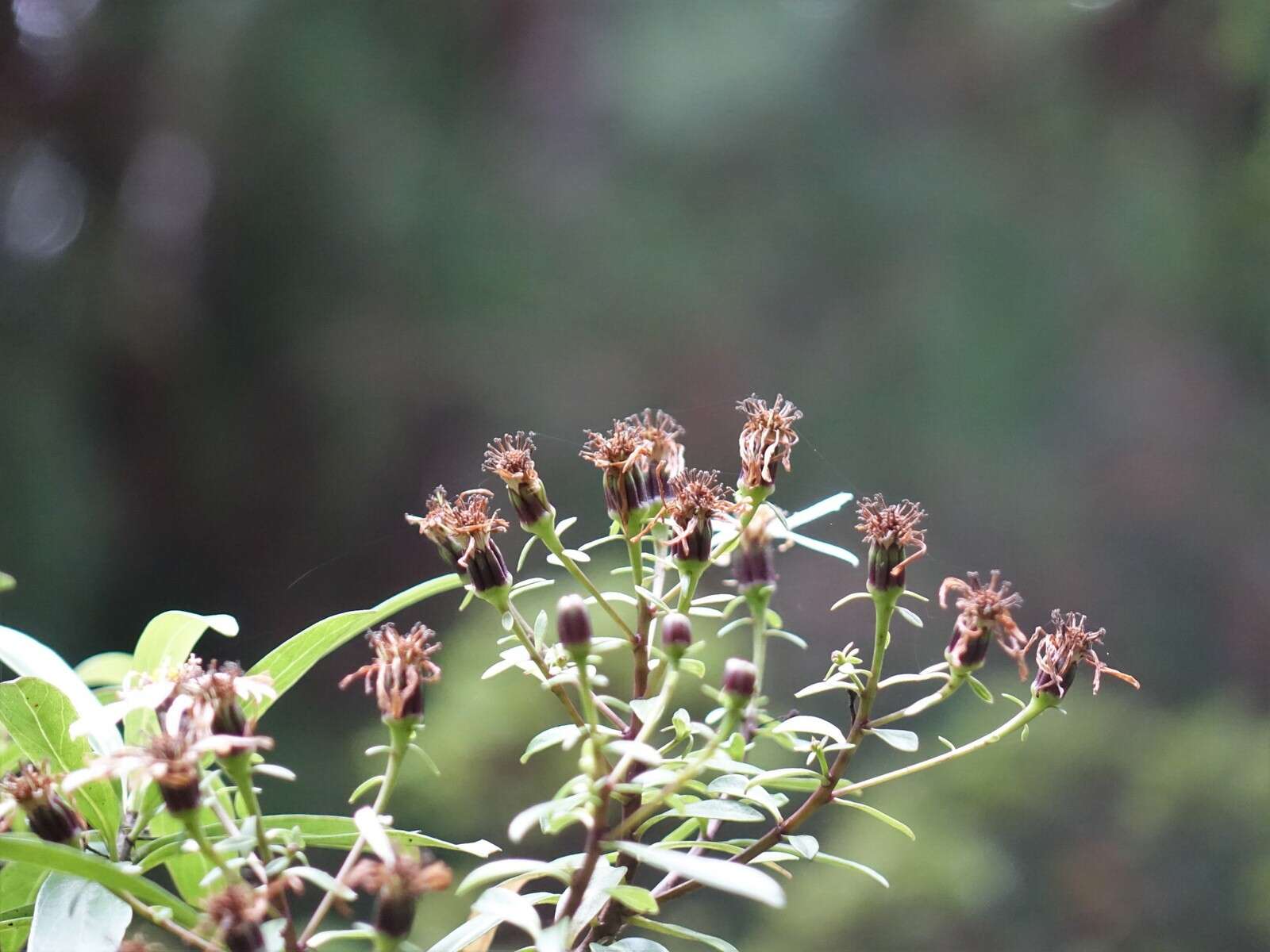 Image de Urostemon kirkii var. angustior (Allan) B. Nord.