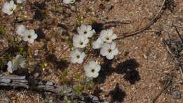 Image of golden linanthus