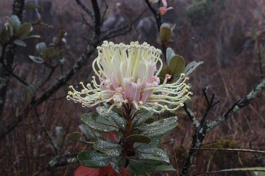 Imagem de Oreocallis grandiflora (Lam.) R. Br.