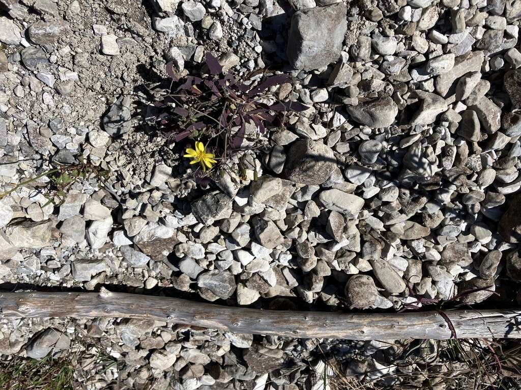 Chondrilla chondrilloides (Ard.) Karsten resmi