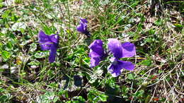 Image of violet