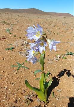 صورة Moraea speciosa (L. Bolus) Goldblatt