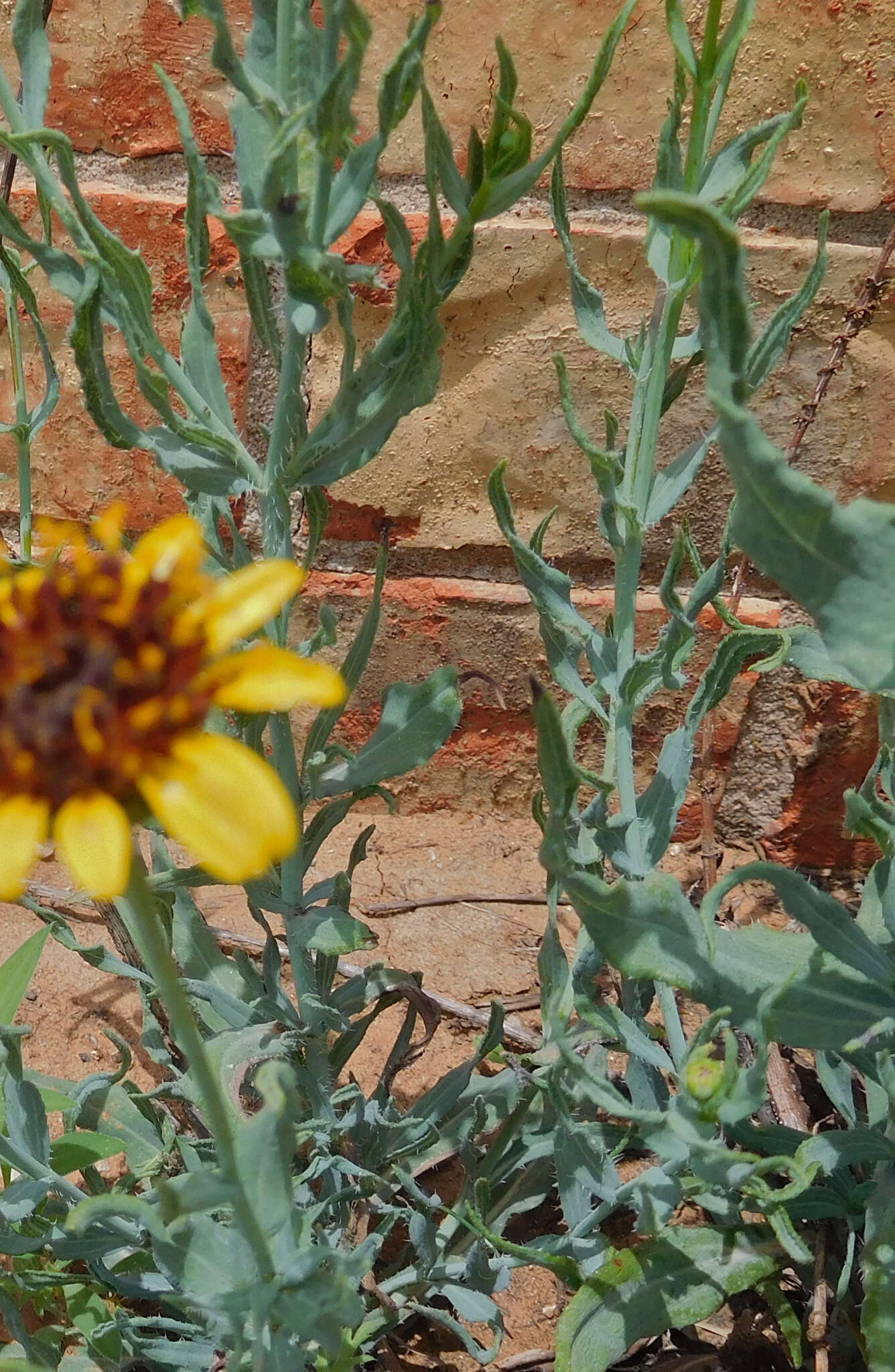 Image of Texas blueweed