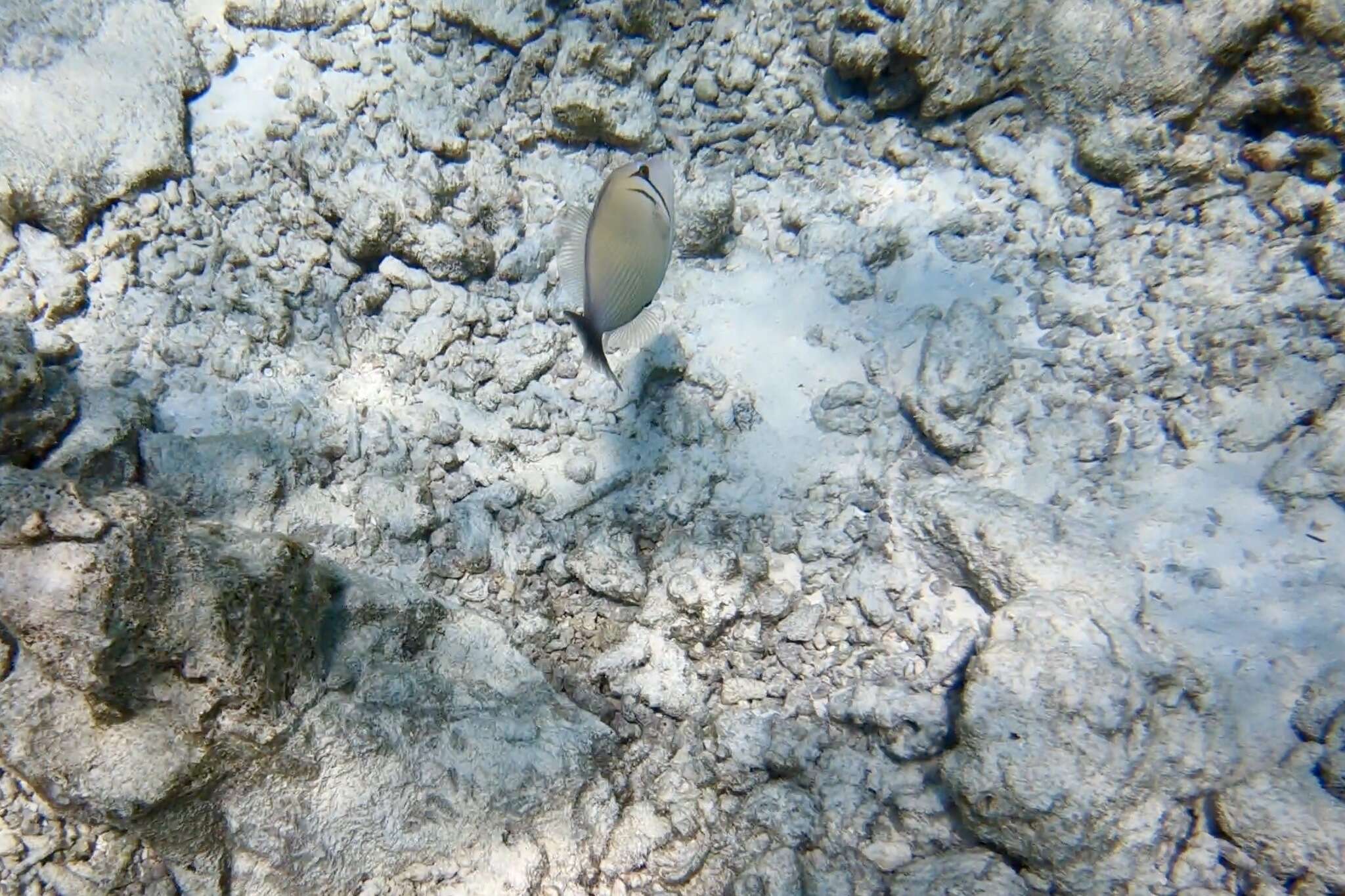 Image of Boomerang triggerfish