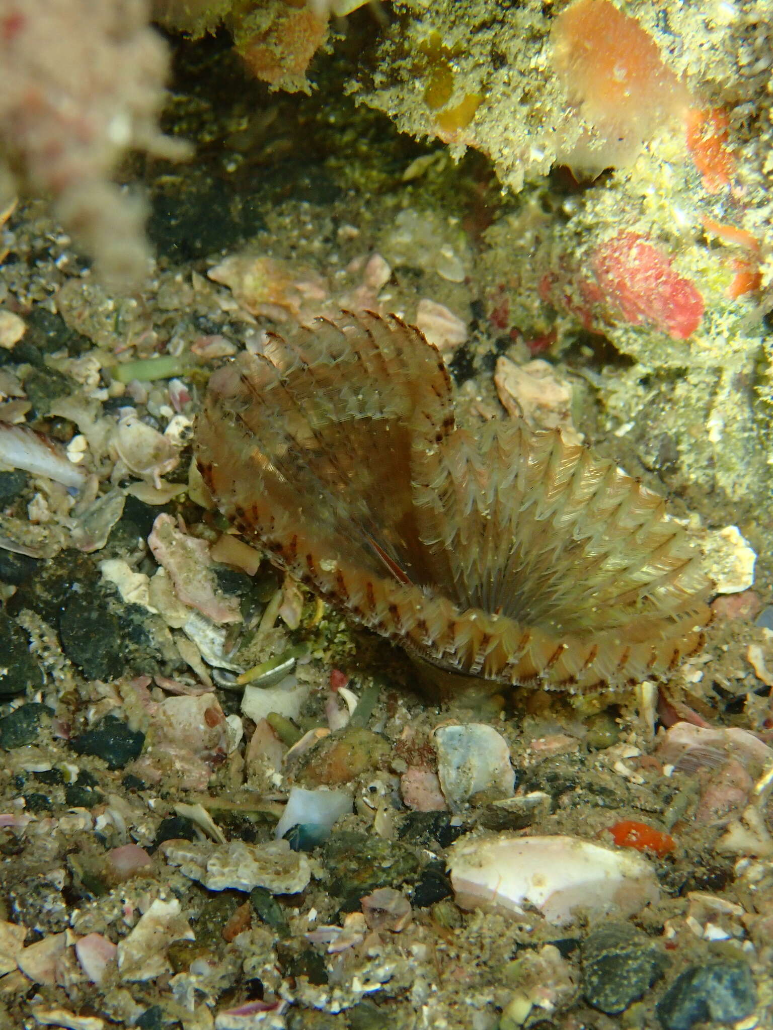 Image of Pseudobranchiomma grandis (Baird 1865)