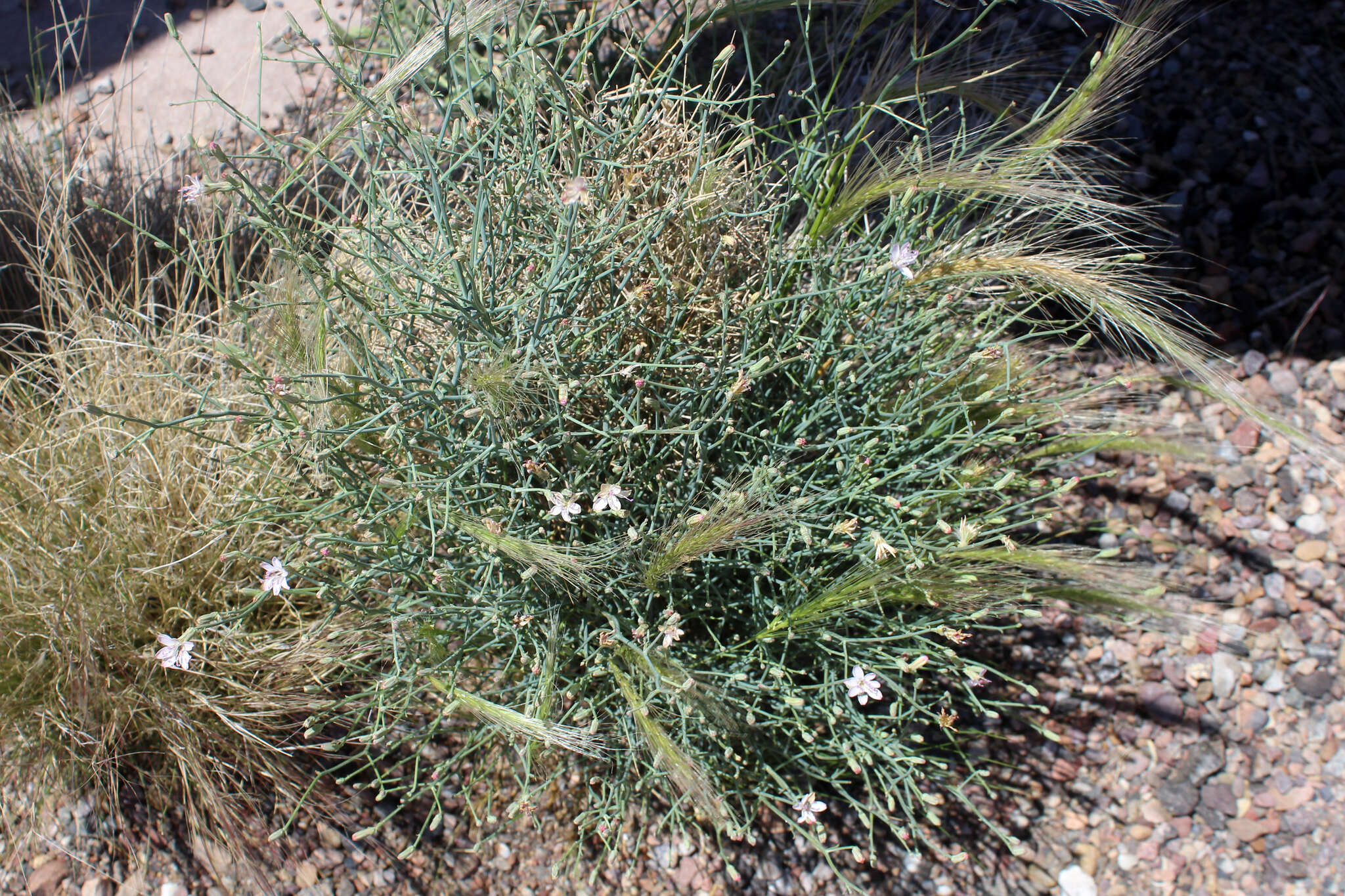 Image of brownplume wirelettuce