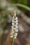 Image of whorled milkwort