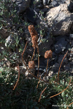 Image of mat rockspirea