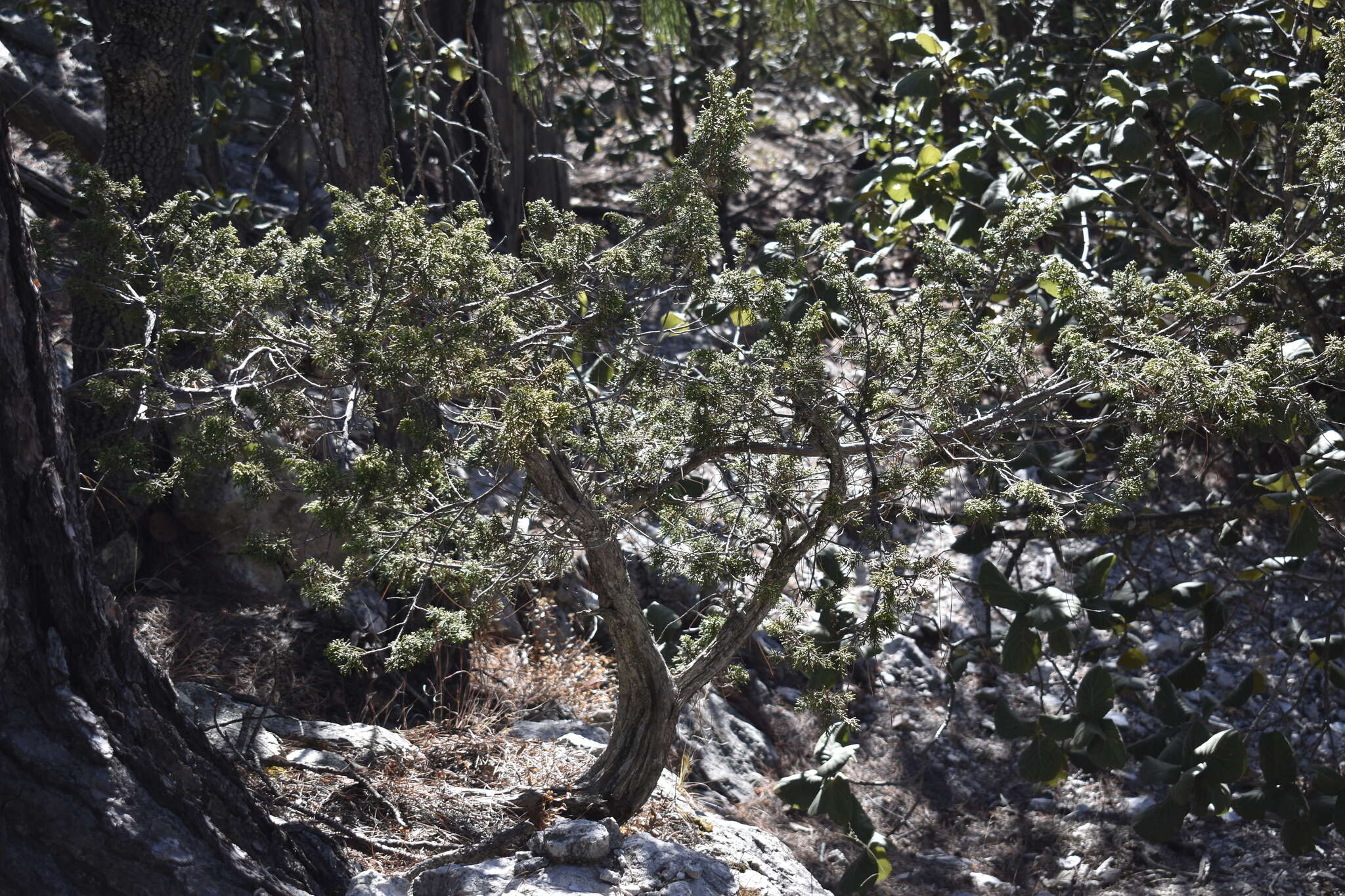 Image of Durango Juniper