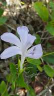 صورة Barleria phillyreifolia Baker