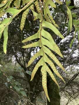 Image of Pleopeltis pleopeltifolia (Raddi) Alston