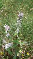 Image of Downy woundwort