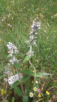 Image of Stachys germanica L.