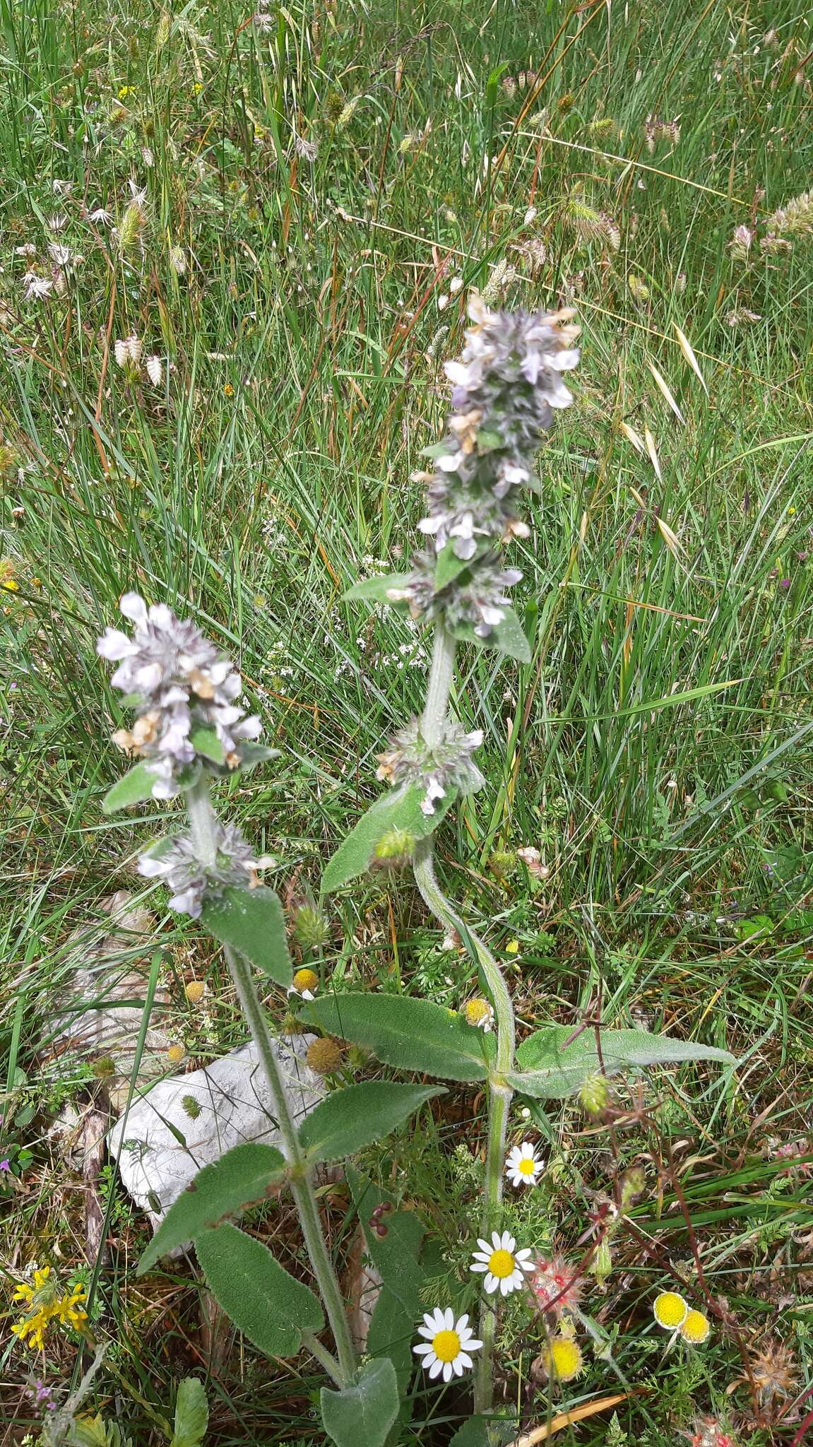 Image of Downy woundwort