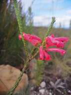 Image of Erica regia subsp. mariae (Guthrie & Bolus) E. G. H. Oliv. & I. M. Oliv.