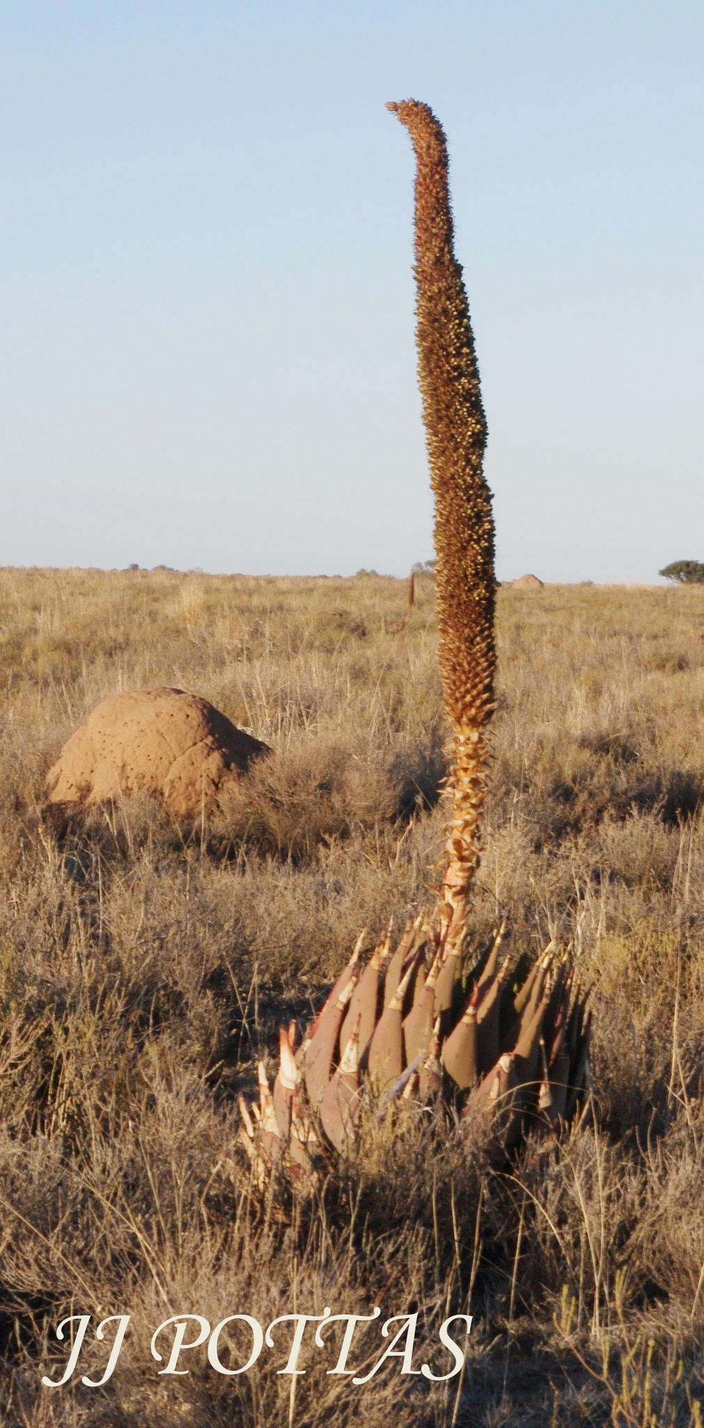 Image of Aloe broomii var. broomii