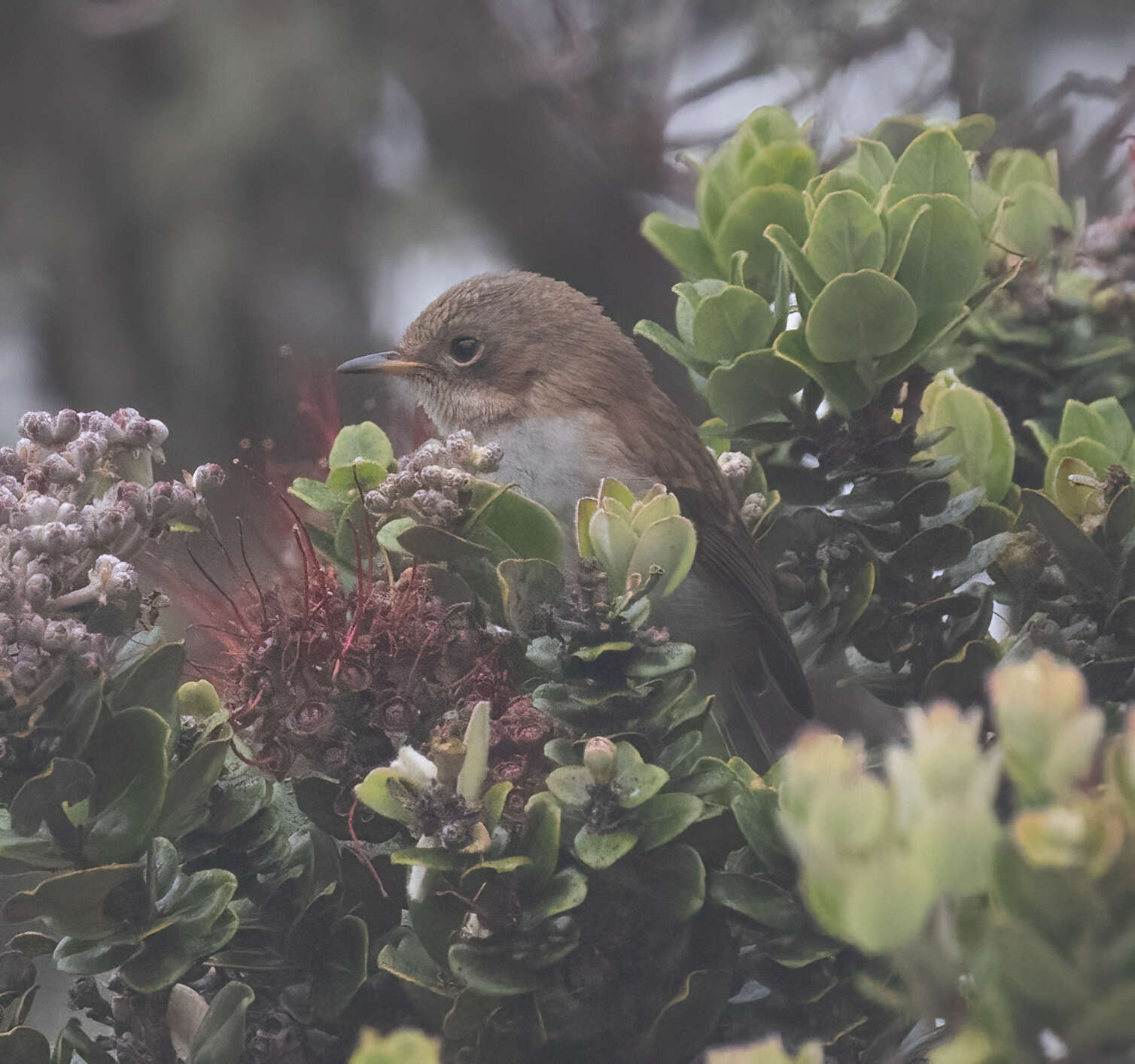 Image of Chasiempis sandwichensis bryani Pratt 1979