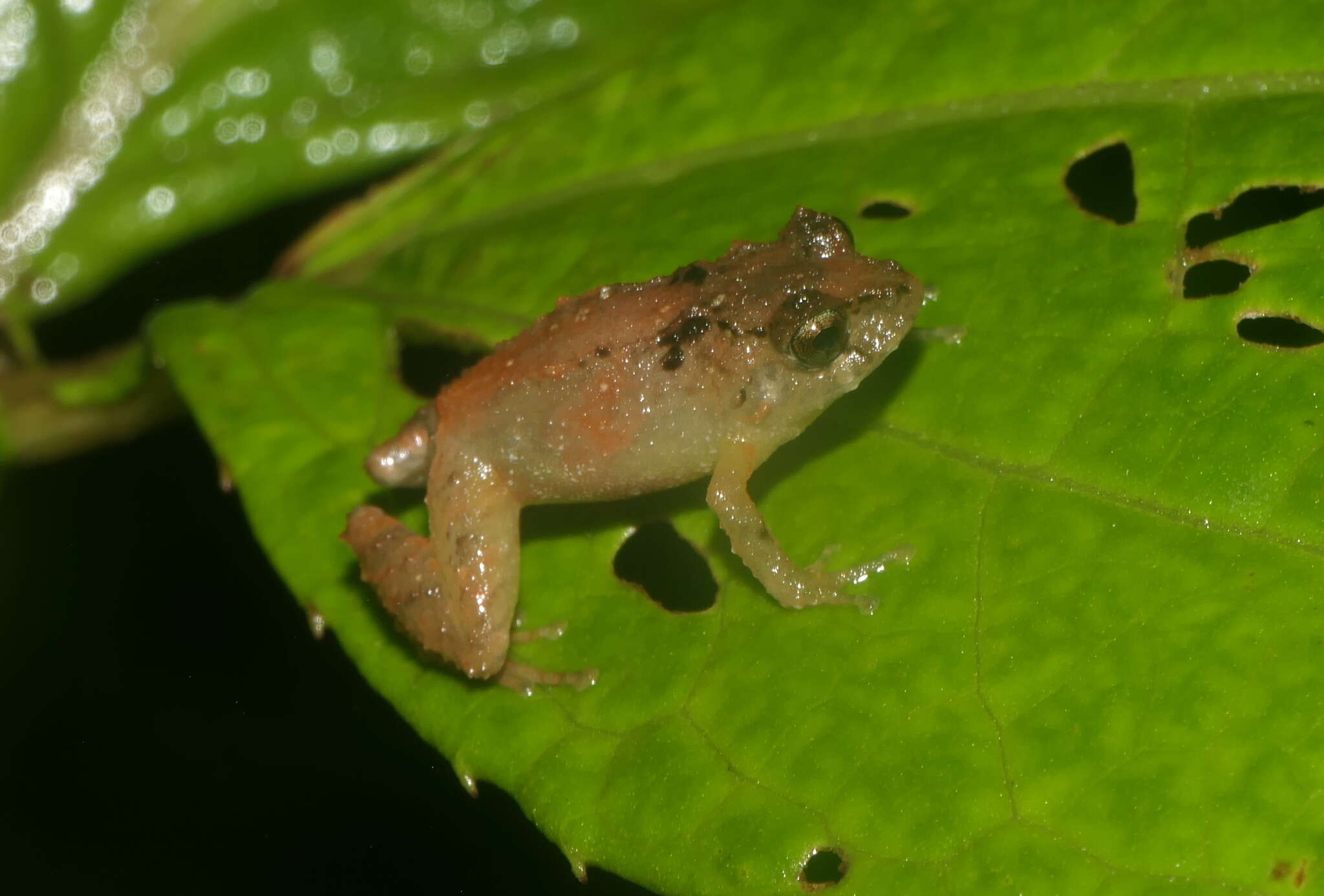 Image de Pristimantis hectus (Lynch & Burrowes 1990)