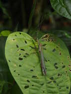 Image of Parastratocles multilineatus (Rehn & J. A. G. 1904)