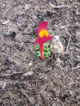 Image of Utricularia menziesii R. Br.