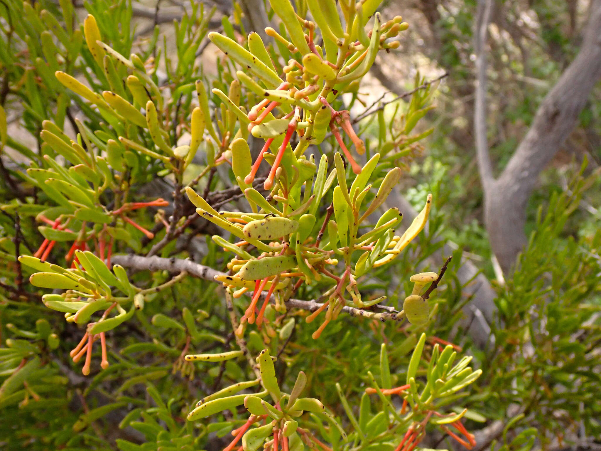 Image of Amyema melaleucae (Miq.) Tieghem