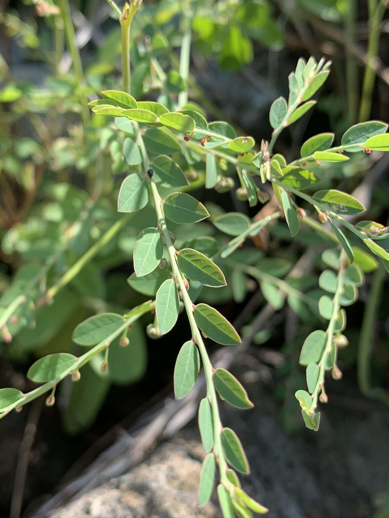 Image of Phyllanthus parvulus var. parvulus