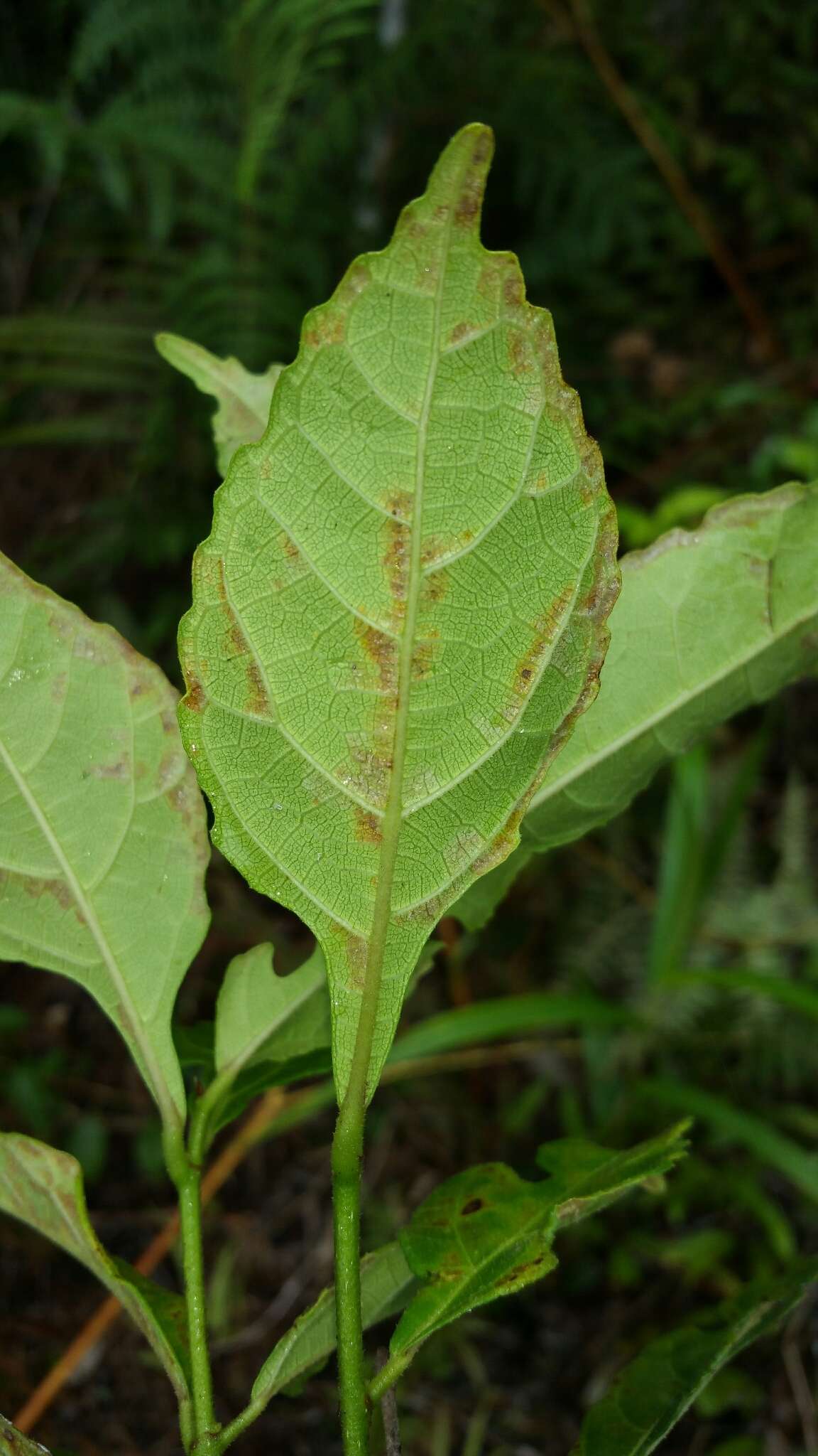 Ficus exasperata Vahl的圖片