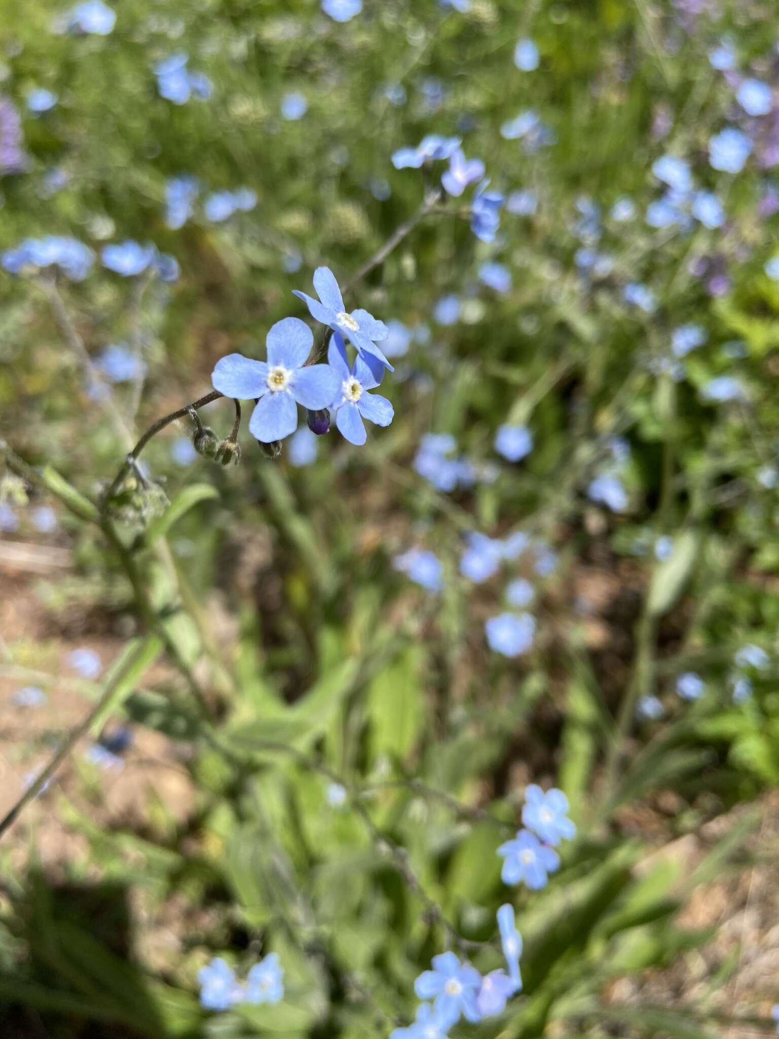 Image de hackélia bleu