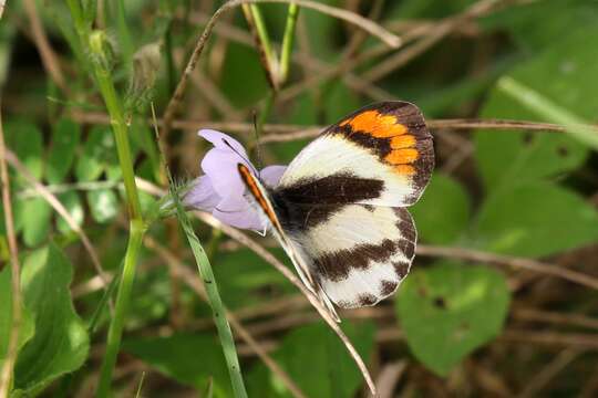 Image of Colotis euippe (Linnaeus 1758)