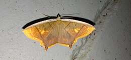 صورة Thinopteryx crocoptera Kollar 1844