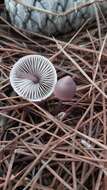 Image of Mycena seynii Quél. 1877