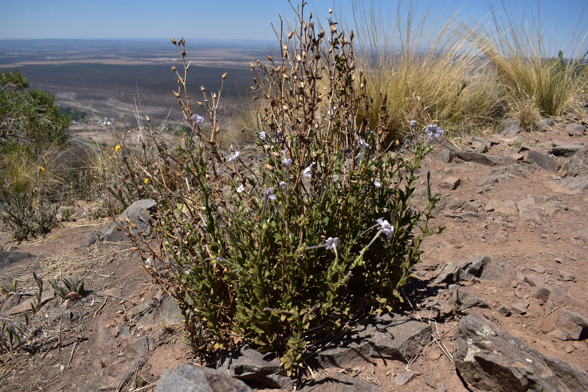 صورة Petunia axillaris subsp. subandina T. Ando