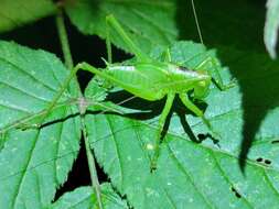 Plancia ëd Tettigonia chinensis Willemse & C. 1933