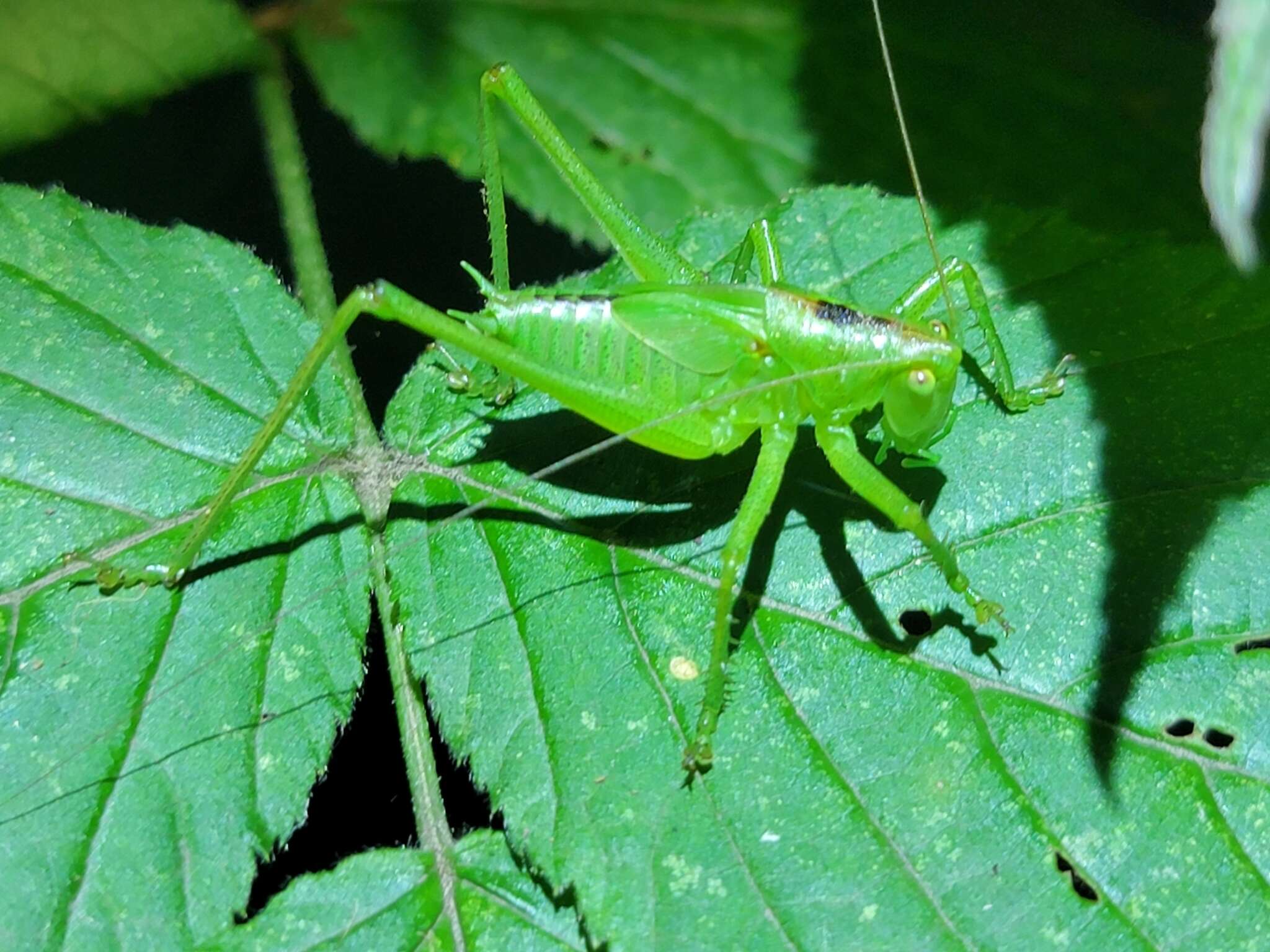 Plancia ëd Tettigonia chinensis Willemse & C. 1933