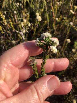 Image of Phylica parvula Pillans