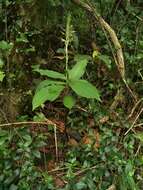 Habenaria pantlingiana Kraenzl. resmi