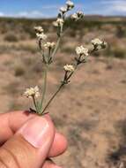 Image of Abert's buckwheat