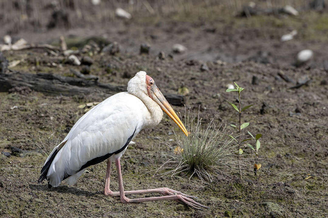 Image of Milky Stork