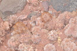 Image of Tephrocactus molinensis (Speg.) Backeb.